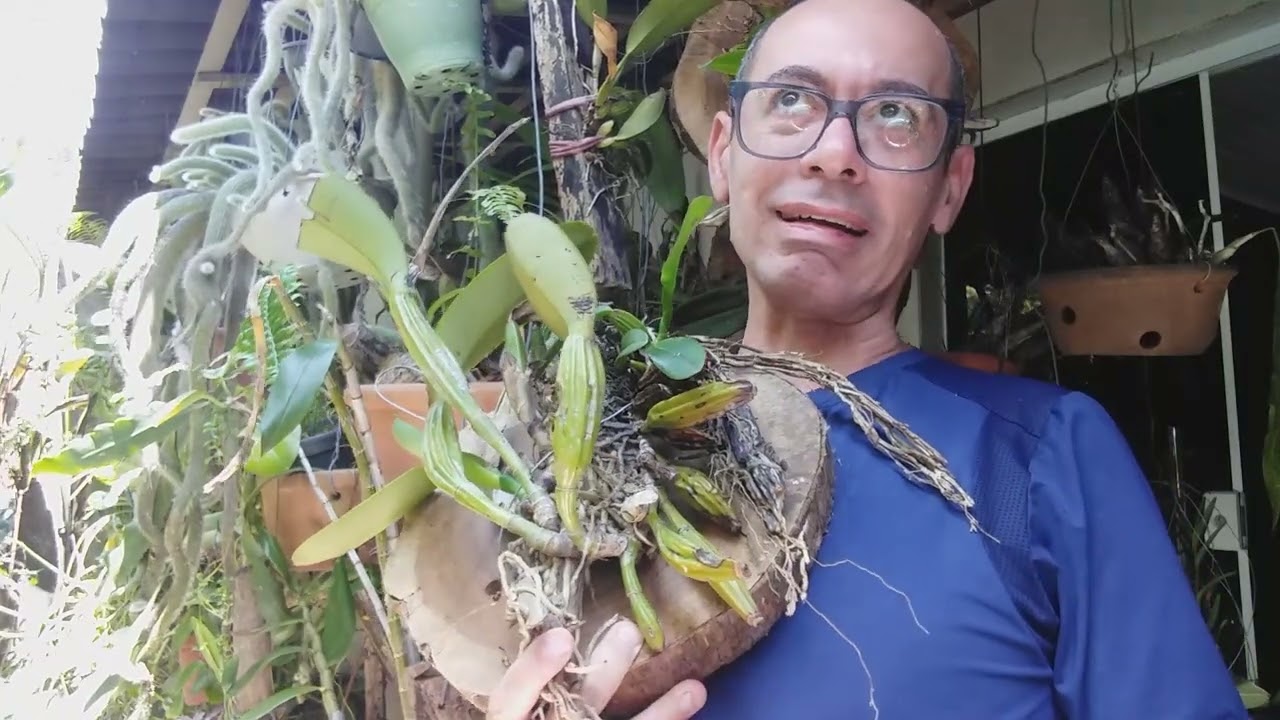 ORQUÍDEA CATLEYAS LABIATAS ASSIM QUE CULTIVO VIDEO 2