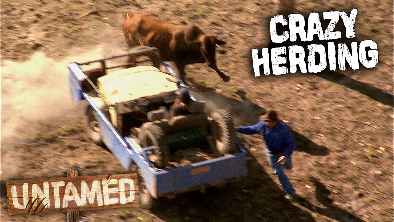 The Most Dangerous Cattle Musters In Outback Australia!