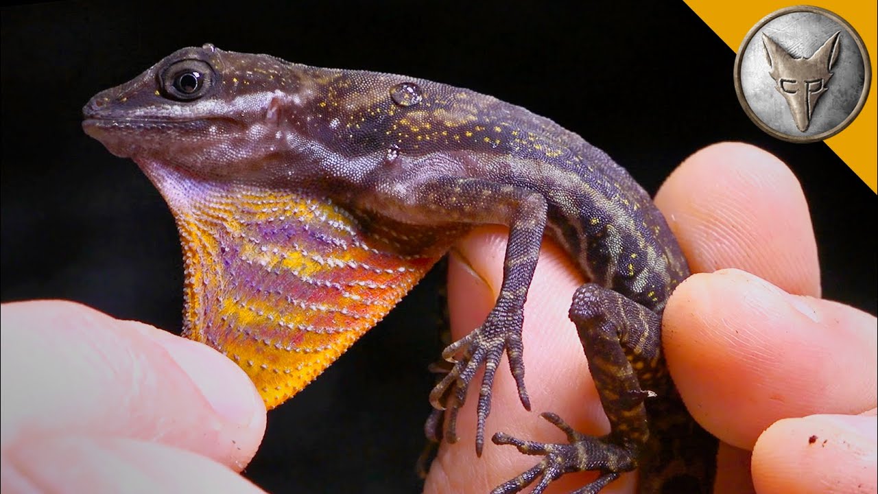 Mysterious Water Anole