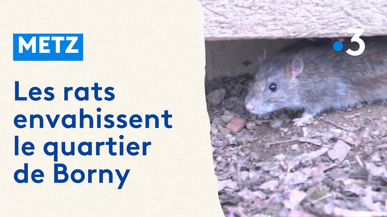 Les rats envahissent le quartier de Borny &agrave; Metz
