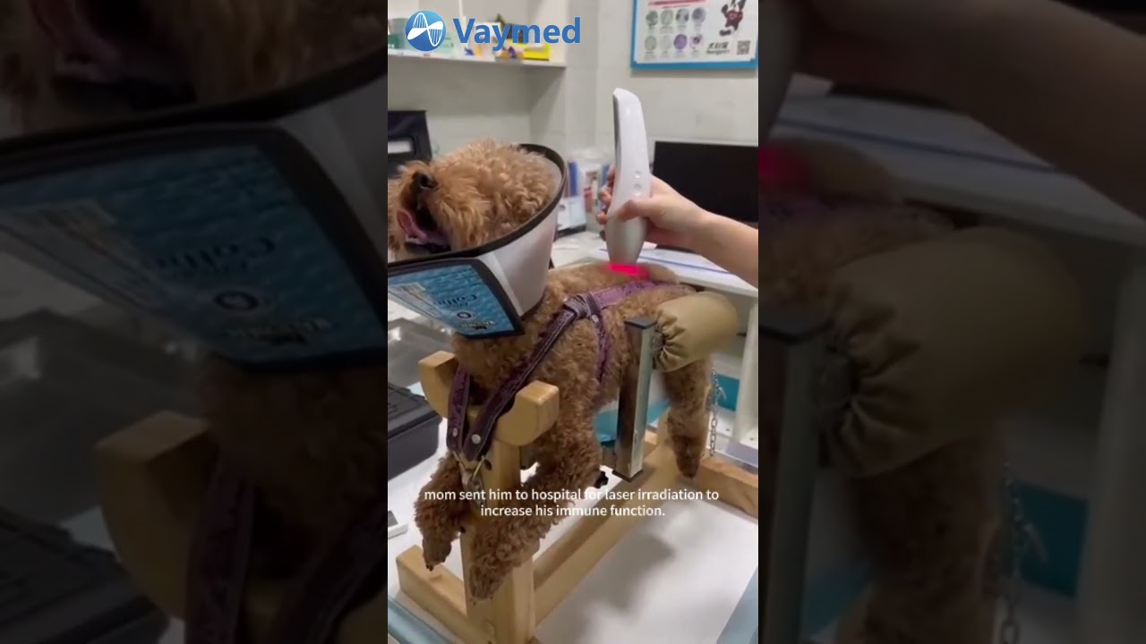 Veterinary Experts Are Using Our Laser Therapy Device to Treat Dogs, With Great Results!