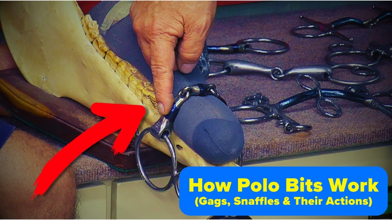 How Bits Work  Polo Gags, Snaffles & Their Actions