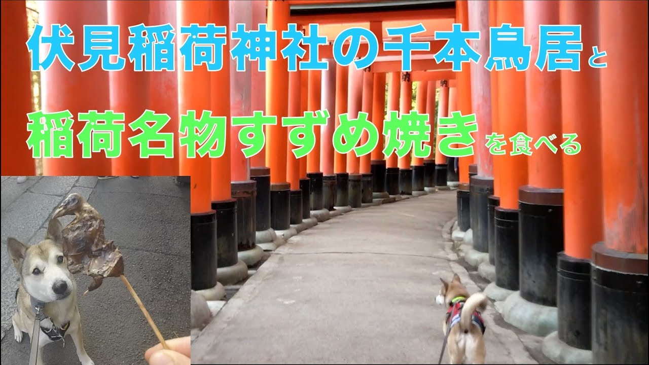【わんことお参り⛩】伏見稲荷大社の千本鳥居をお散歩してスズメを食べる