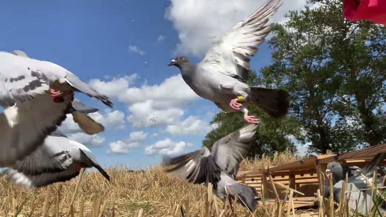 VLOG151 🎥🐣🕊️Tak rozkręcamy młodzież 😊Treningi gołębi młodych.