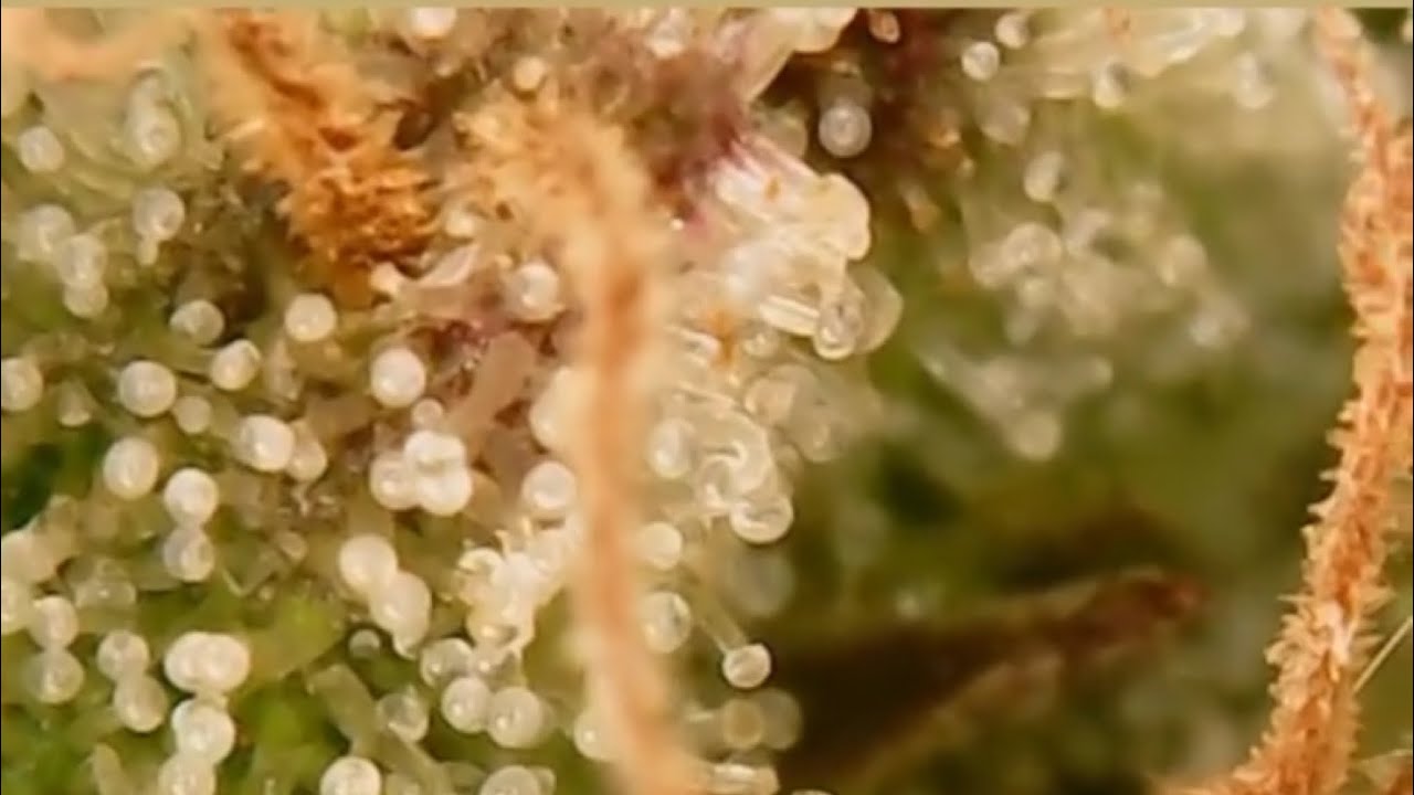 Looking for amber trichomes..🧐. Outdoor Grow October 2020