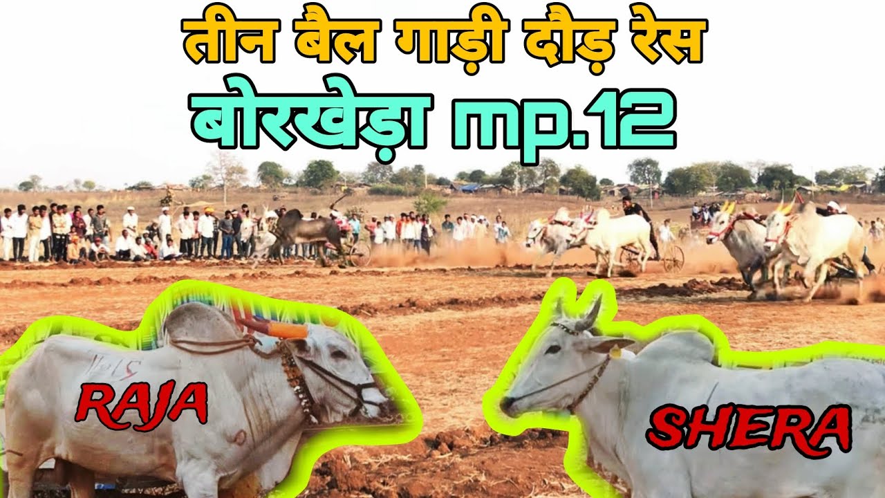 बैल गाड़ी दौड़ रेस मुकाबला बोरखेड़ा । शेरा vs राजा । Borkheda turnament ।dk dilip vlogs 