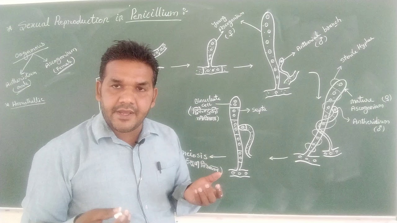 B.Sc.1 (Botany) sexual reproduction in Penicillium