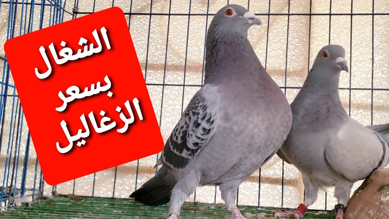 قصوص زواجل للبيع دم ابطال واقوى عروض اسعار