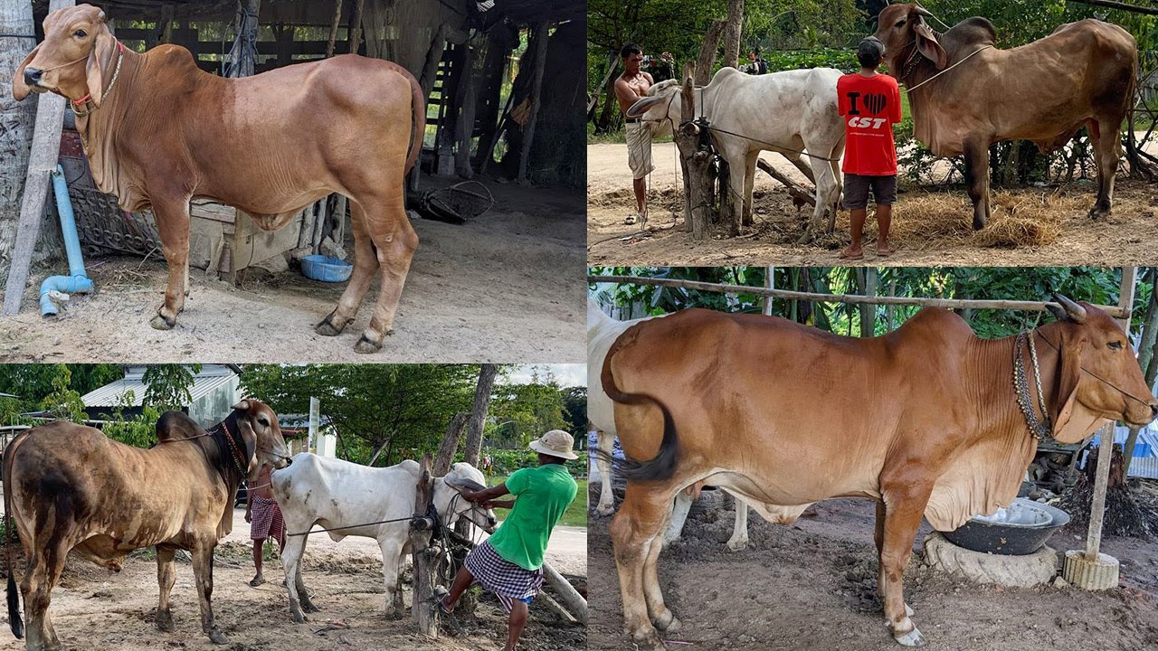 Young cows, beautiful bulls, and cow breeding
