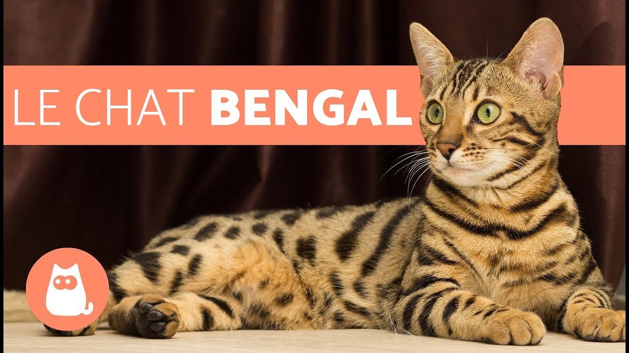 Le Chat Bengal - caractéristiques et caractère