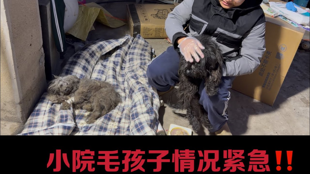 救助容易養護難，上百隻流浪狗情況緊急。灰灰、黑豆遭遇犬瘟，面對即將集體爆發的犬瘟檢測治療高昂費用，讓小院困境雪上加霜，