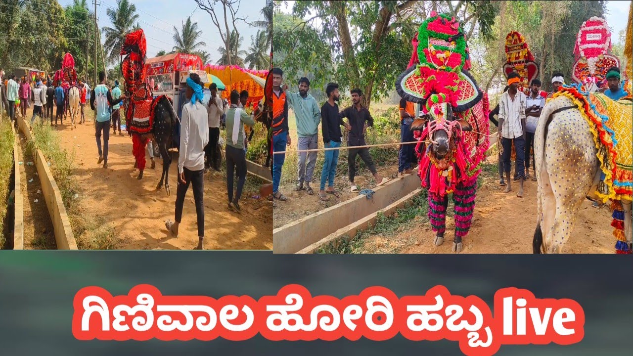 Today ginivala ಹಬ್ಬ live ಹೋರಿ ಹಬ್ಬ live 