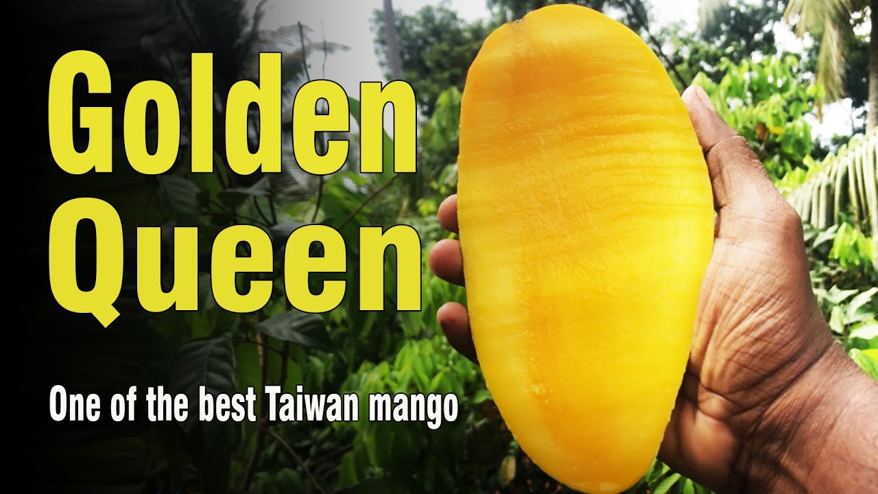 Golden Queen (Kiew Yai) - Mango Review