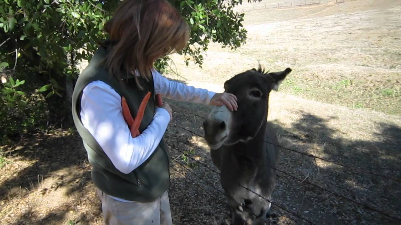 One Happy Donkey!