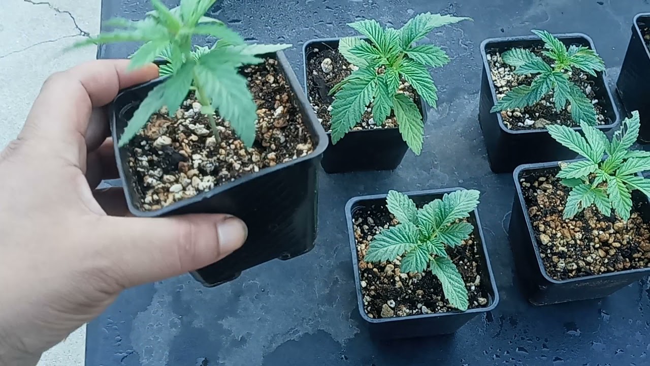 How to tell if a plant is male or female while its still early