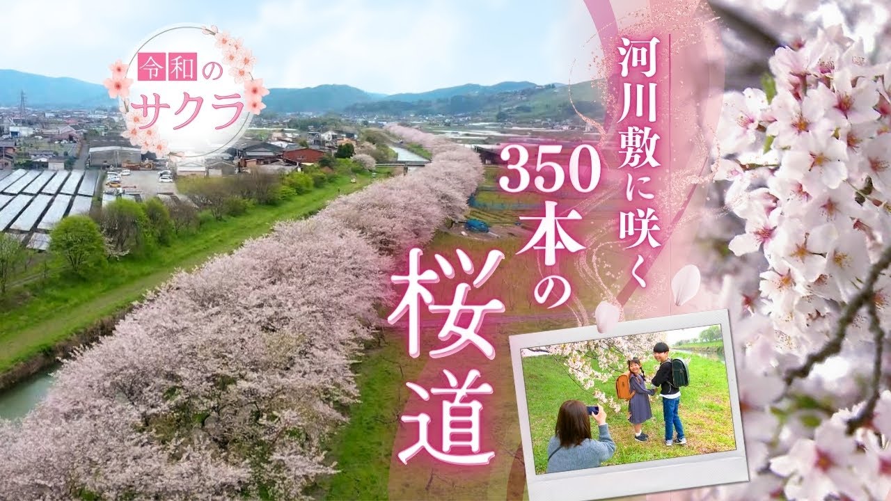 川沿いに咲く350本のサクラ　福岡県うきは市～巨瀬川の河川敷