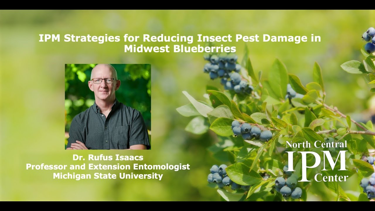 IPM Strategies for Reducing Insect Pest Damage in Midwest Blueberries - Isaacs
