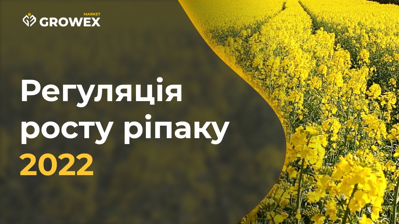 РЕГУЛЯЦІЯ РОСТУ РІПАКУ 2022.  КАРАМБА, МЕДАКС, ТЕБУКОНАЗОЛ ЧИМ ЗАМІНИТИ?
