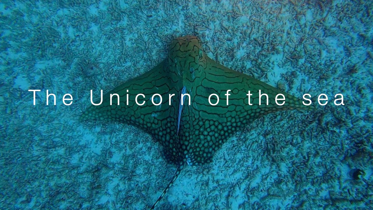 The Unicorn of the sea | I found a rare ornate Eagle Ray in Maldives 🤩
