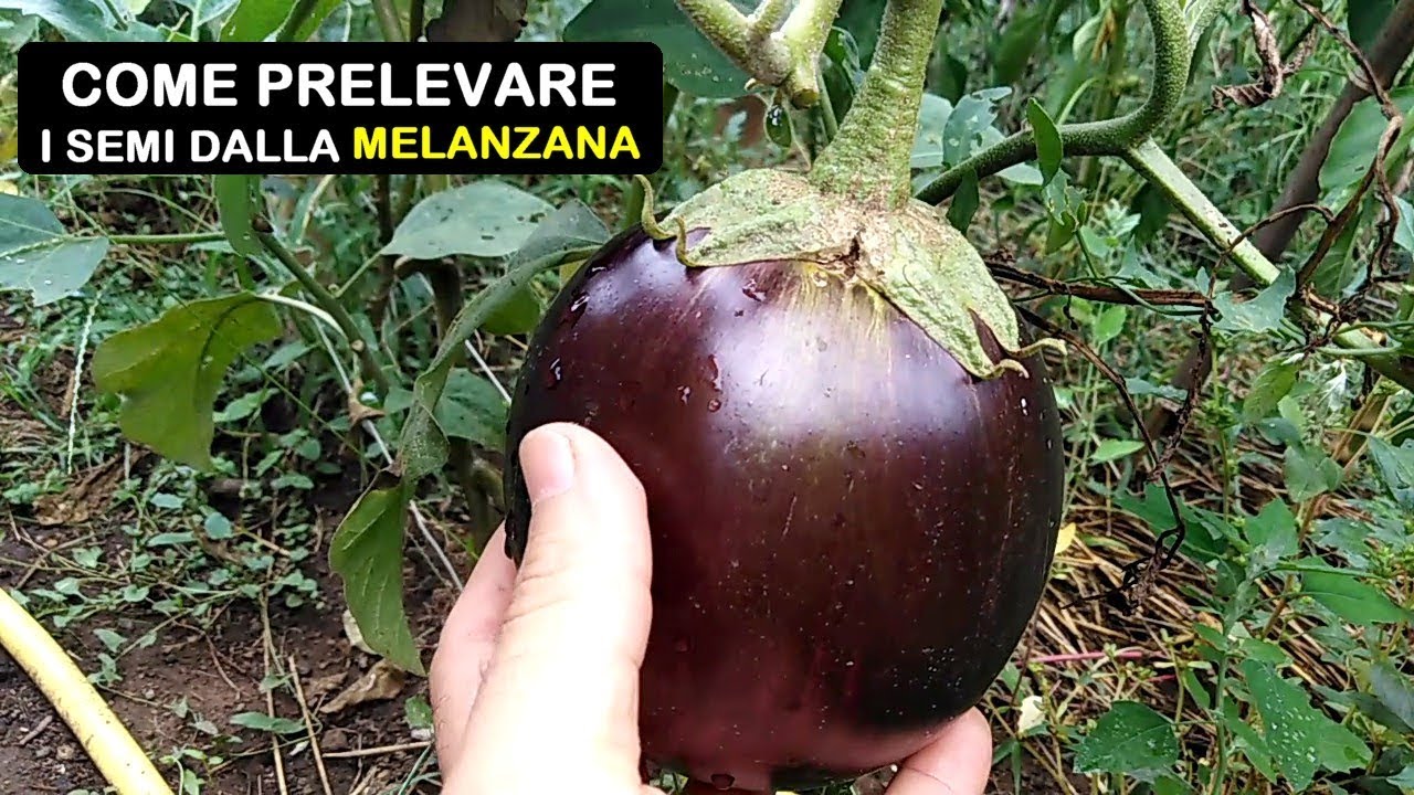 COME PRELEVARE I SEMI DELLA MELANZANA
