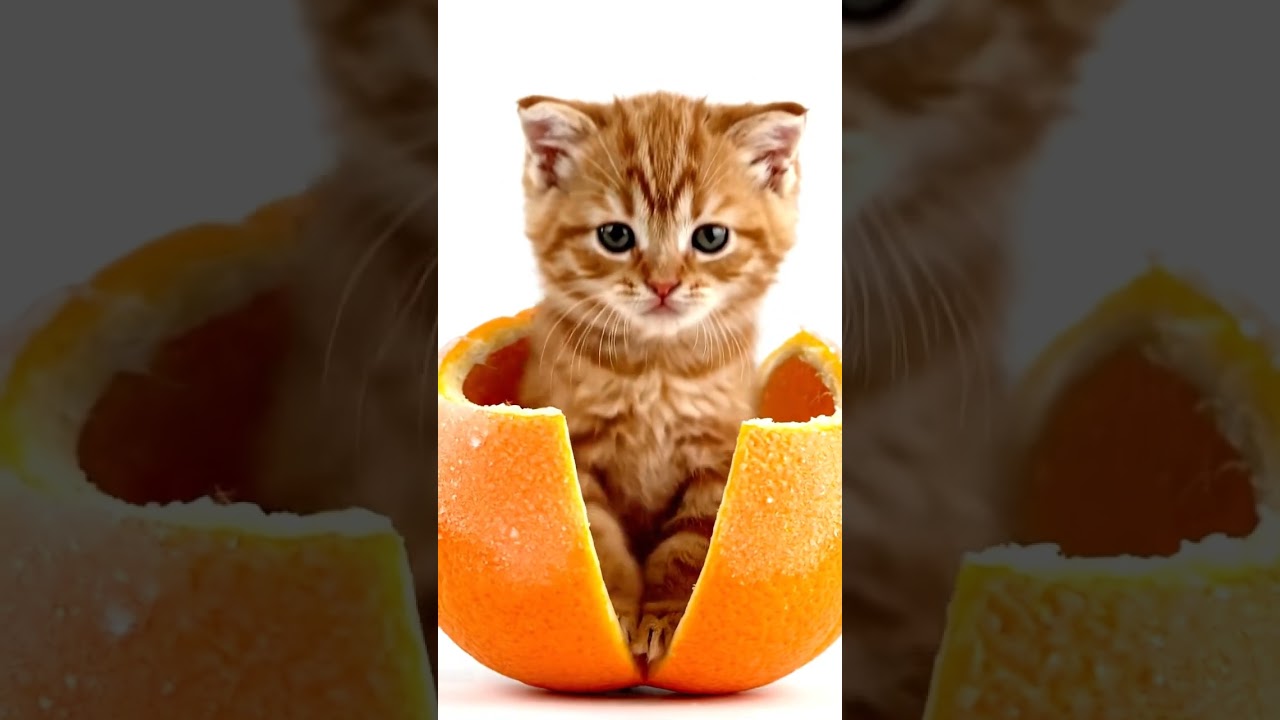 🟠 ASMR Knife Slicing Orange 🍊 | Crisp Citrus Crunch Sounds
