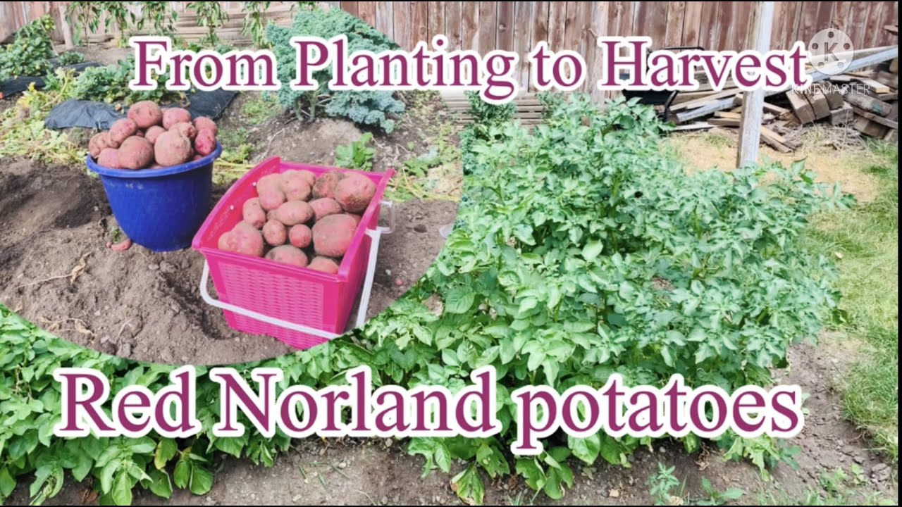 How to plant Red Norland potatoes till harvest. We enjoy and learned to grow potatoes