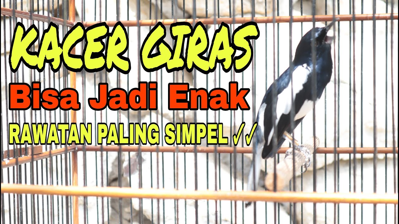 KACER GIRASA JADI ENAK||RAWATAN SIMPEL JADI GACOR NGEPLAY✓✓