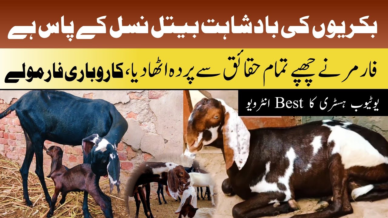 Goat Farming Per YouTube history ka best interview
