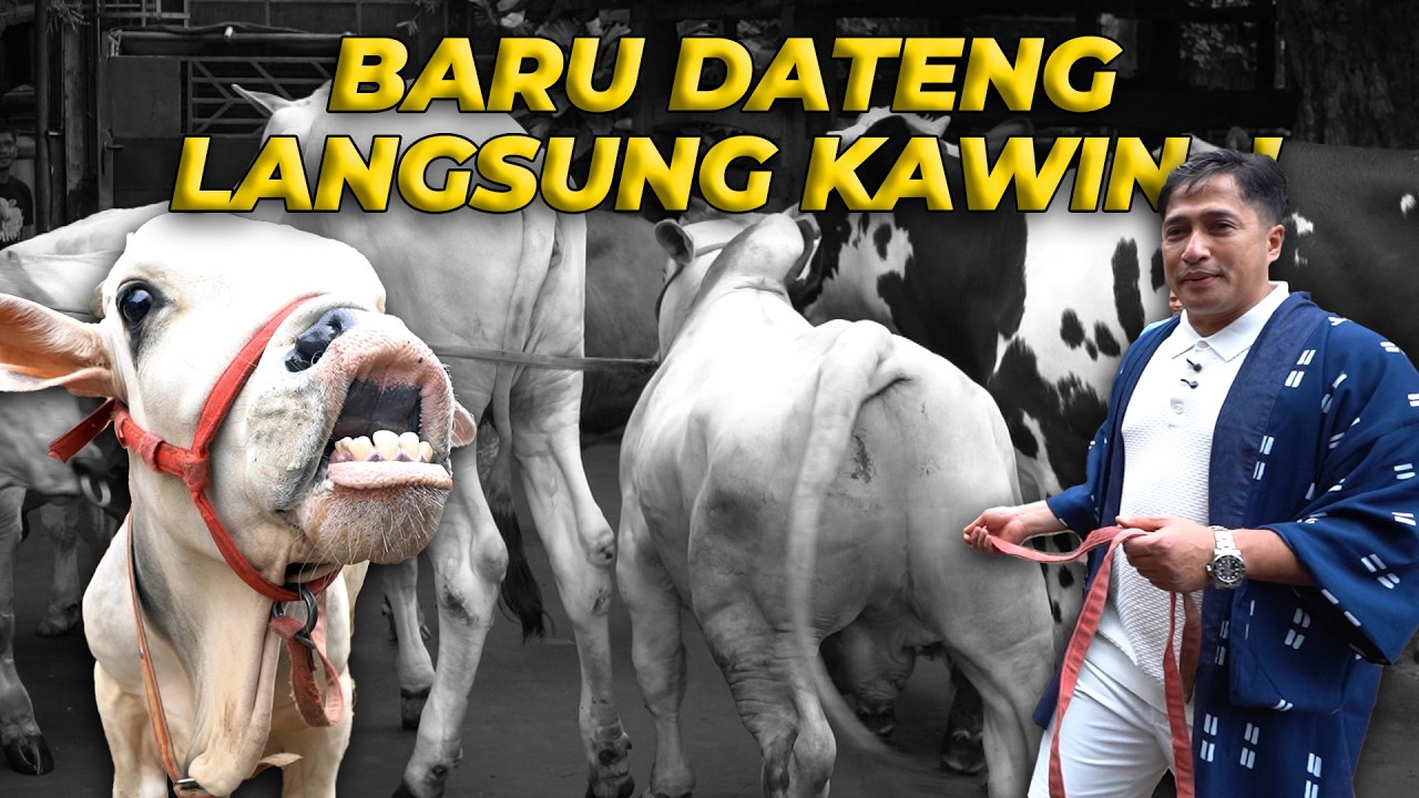 AKHIRNYA REMBO SAPI KERDIL SAMPE KE DEHAKIMS!