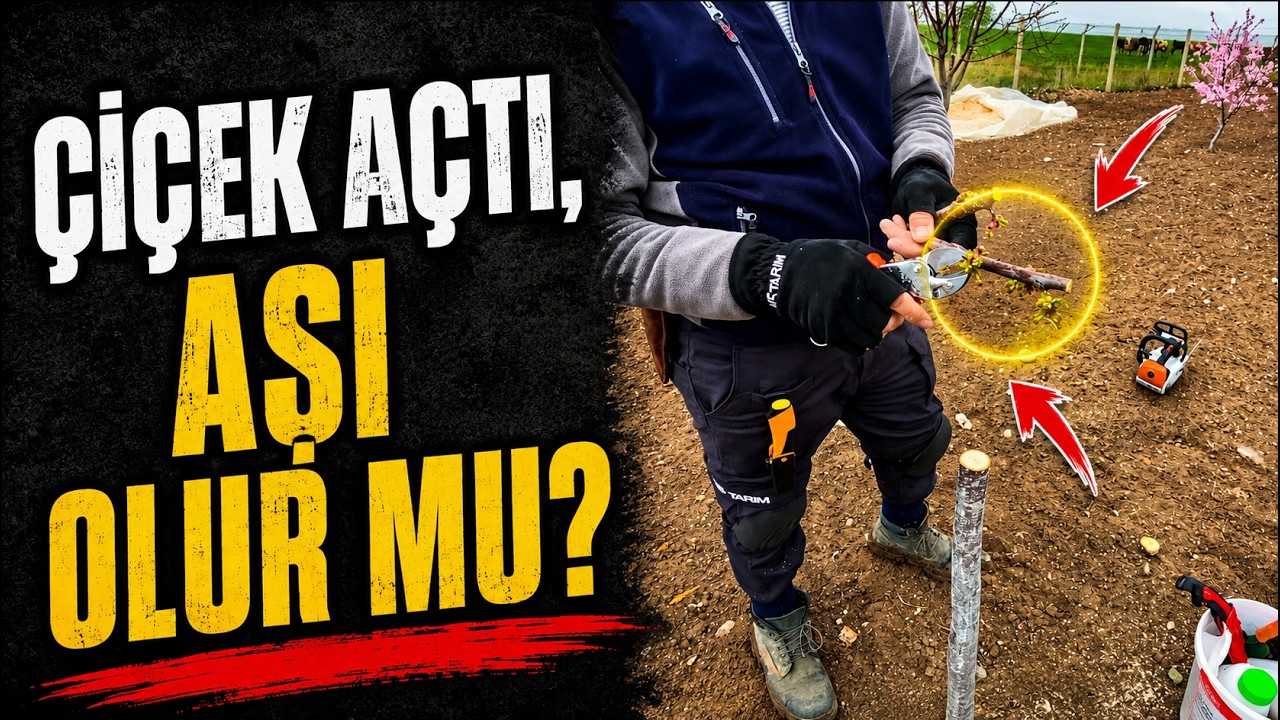 Kiraz Kalemi Çiçek Açsa Bile Aşı Olurmu