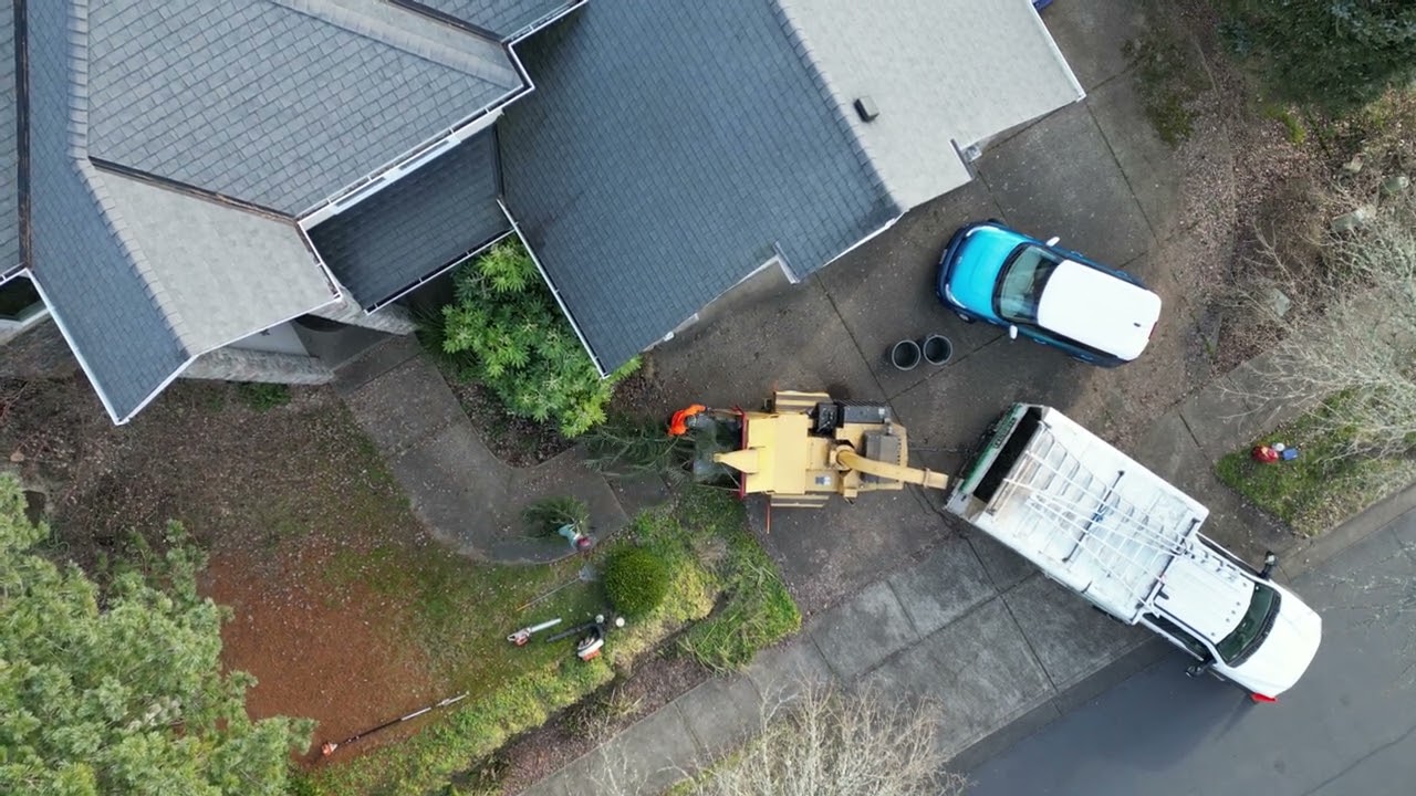 Tree removal