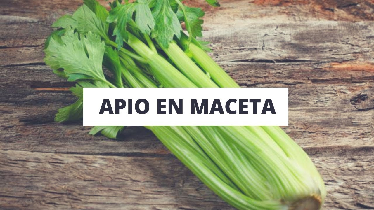 Como Sembrar APIO En Maceta 2025// Cultivo de apio // plantar apio