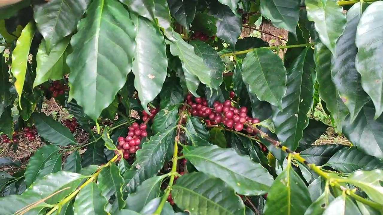 Cosecha de café orgánico ciclo 2024-2025 variedad Marsellesa de tres años de sembrado