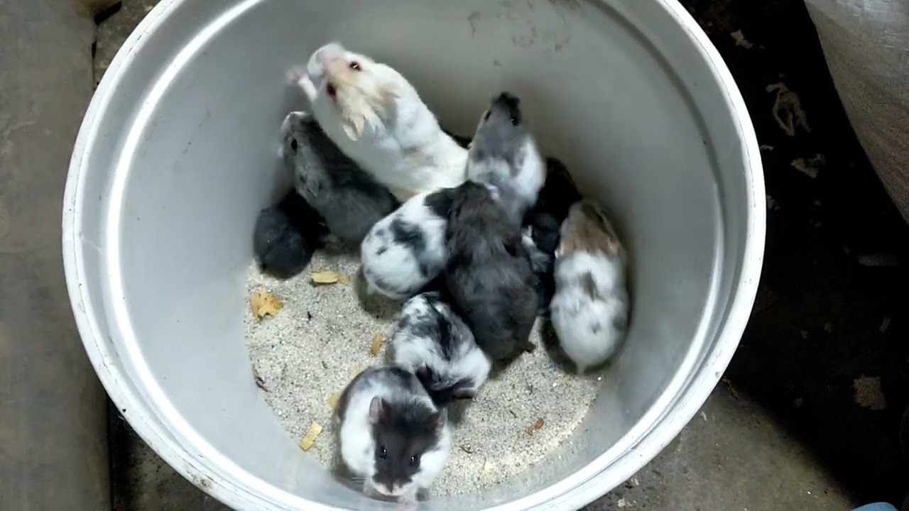 PAANO MAG-ALAGA NG HAMSTER (NEWBIE STARTER PACK)