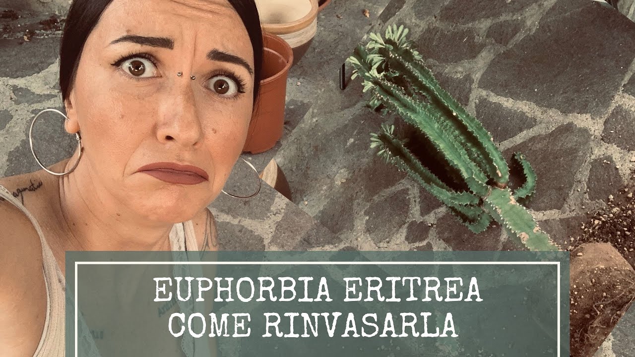 Come rinvasare l' Euphorbia eritrea!