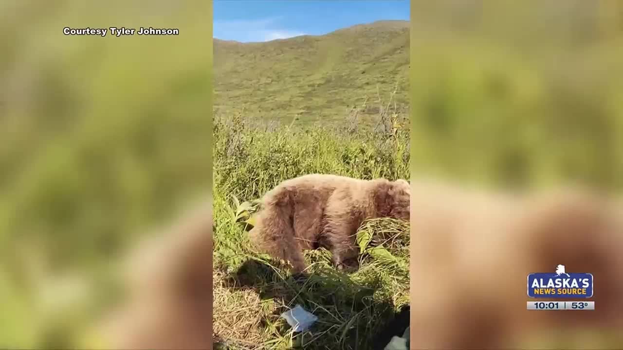 Man attacked by brown bear recounts harrowing experience