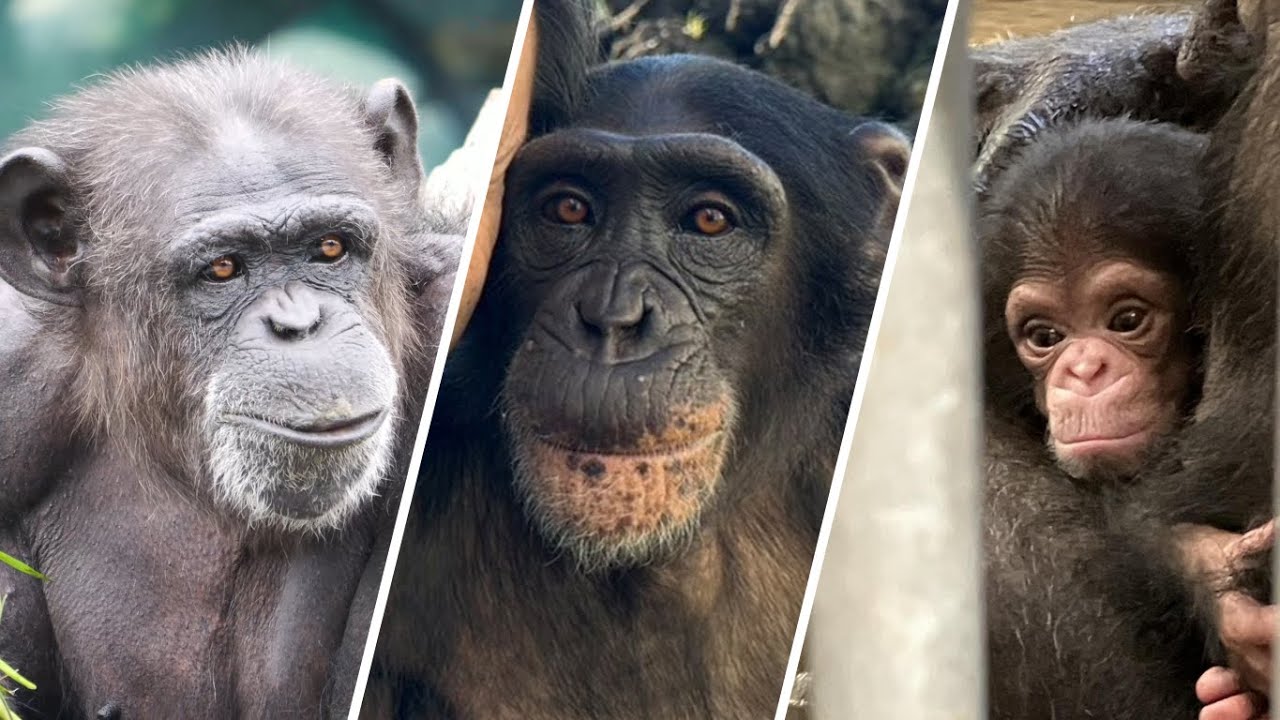 チンパンジーニュース：日本最後のチンパンジー、卑劣な動物園による悲劇の死因、日本最悪の動物園（Chimpanzee News）　202309
