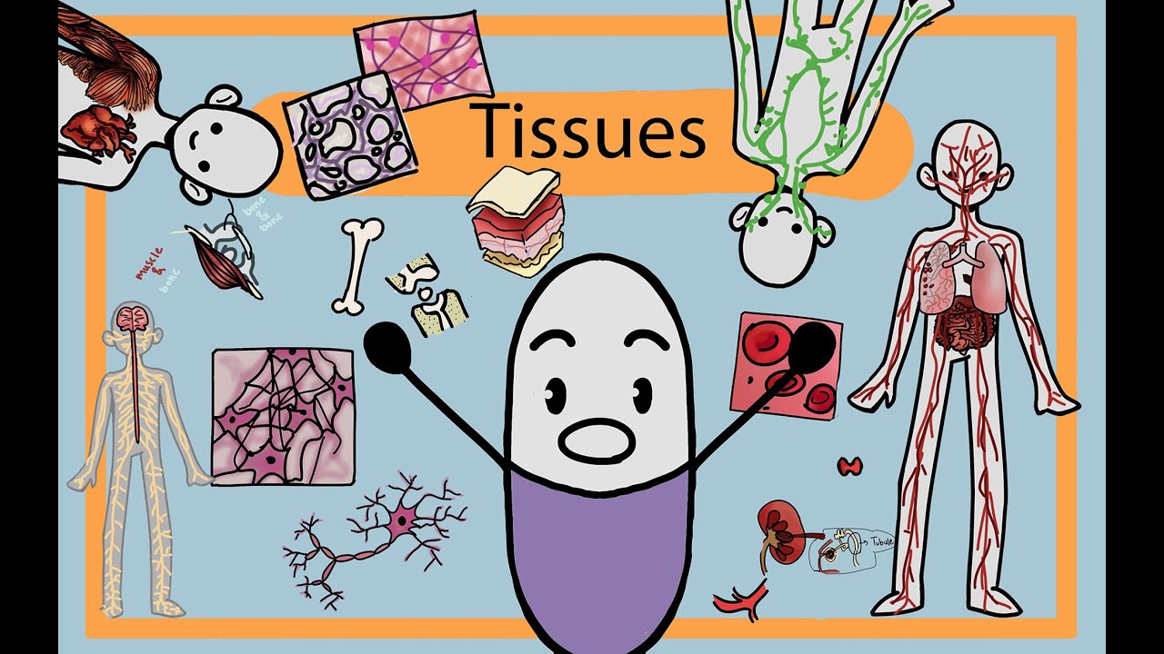 الأنسجة (Tissues) | شرح مبسّط أول تشابتر من General Biology 101 - الجزء الخامس