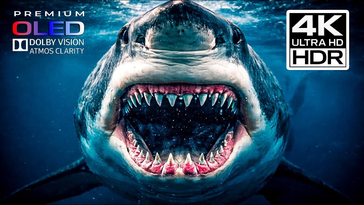 THE OCEAN’S DEADLIEST — Great White Sharks in Documentary 4K Ultra HD | Dolby Vision OLED (TV Demo)