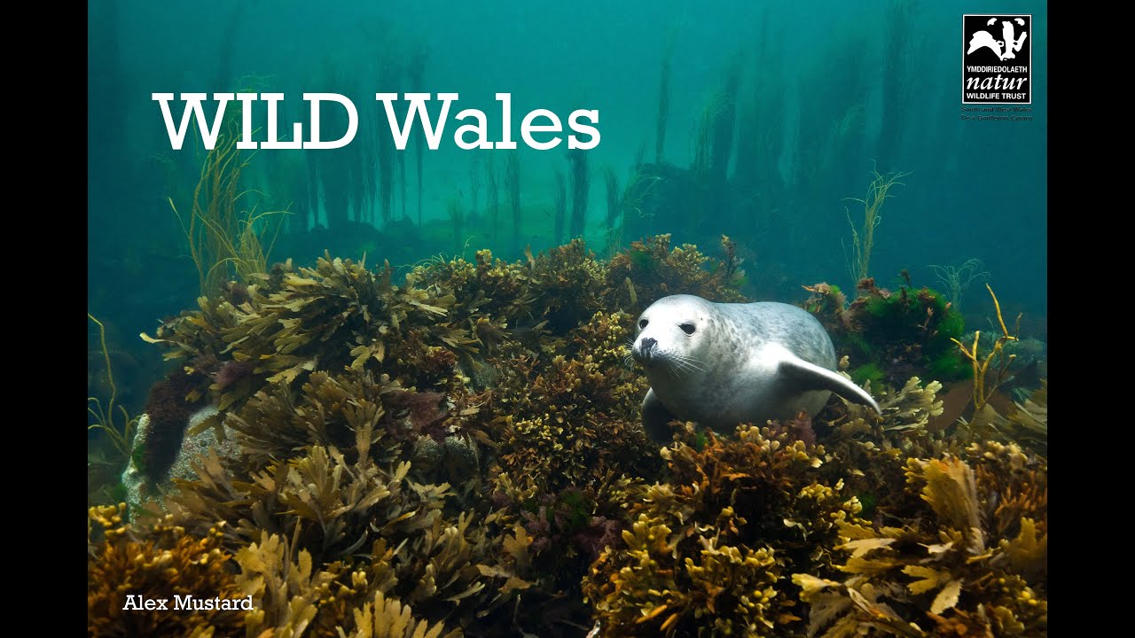 Wild Wales Wildlife Adventures - Skokholm Island