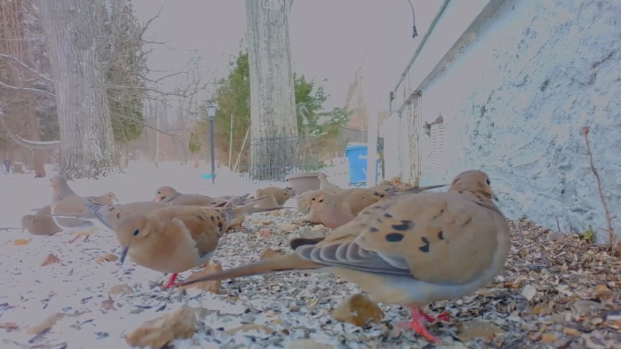 A Bevy of Mourning Dove