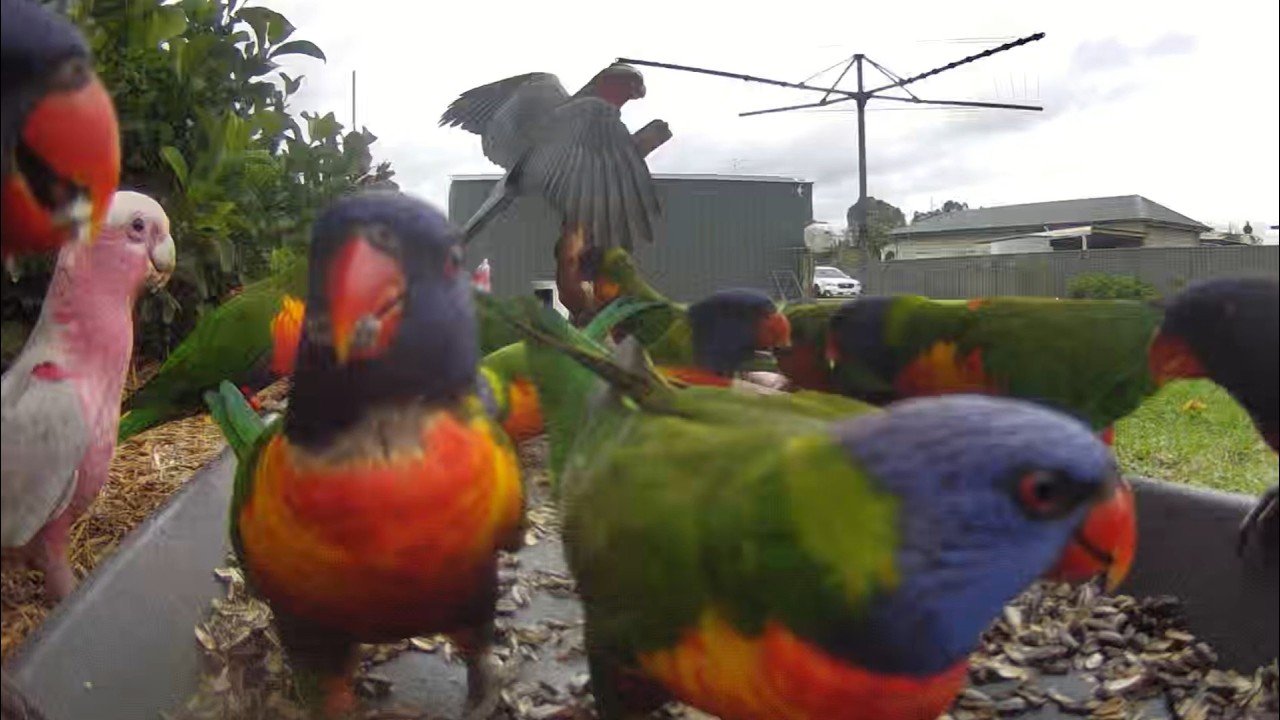30 mins of lorikeet madness | feeding | fighting | Australian Bird Feeder cam | 8/3/26 | cat tv |