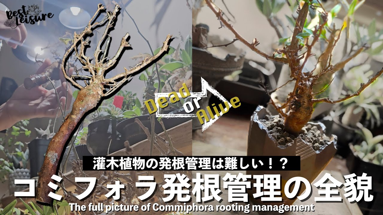 【灌木発根管理】コミフォラの発根管理に挑戦！相当な長期プロジェクトを覚悟したけど・・・｜灌木｜ヤフオク｜N/OH｜植替｜