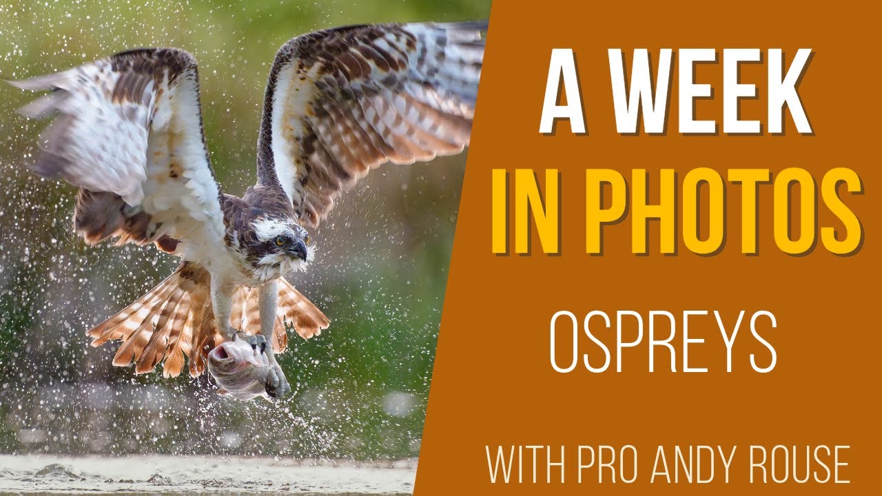 Pro Andy Rouse talks Ospreys at  high iso, slow mo, blurring wings and reflections on Sony A1 Mark 2
