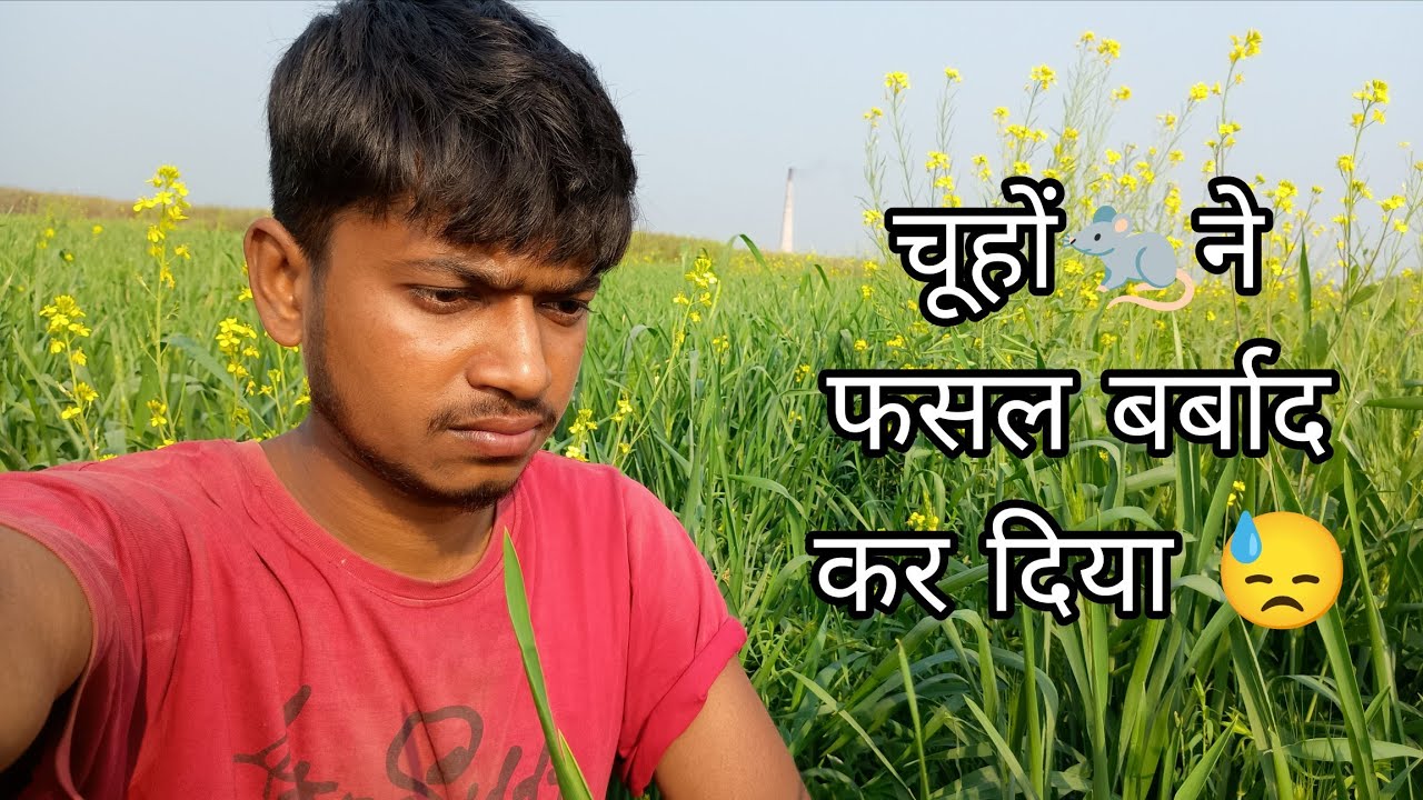 Rats have destroyed the crop 😓| चूहा🐀 ने फसल बर्बाद कर दिया 😓