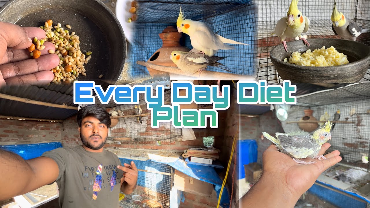 Cockatiel birds every day diet plan | Cockatiel bird soft foods plan |