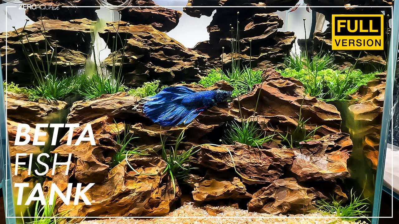 【ベタ水槽】ホシクサと気孔石で作る水景完成まで　/アクアリウム/aquarium/aquascape/30cm/vlog/