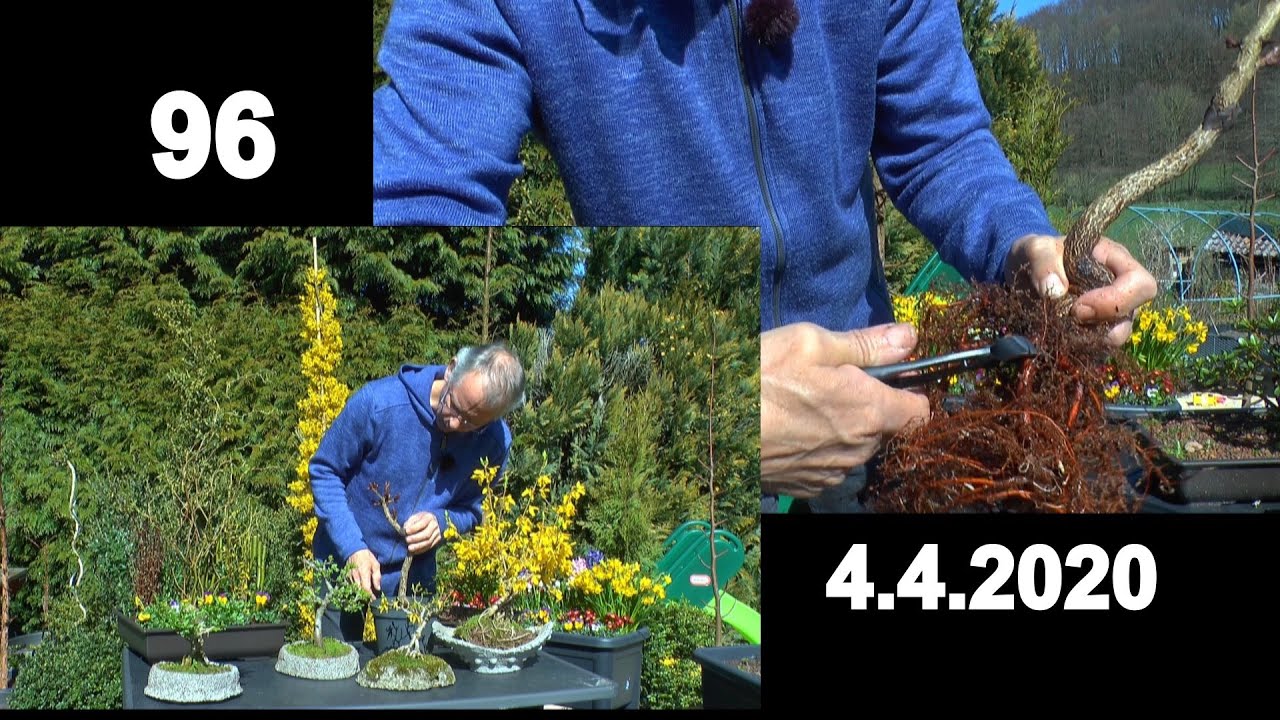 Bonsai Frühling. Kastanie zum Bonsai. Der nächste Schritt, Wurzelschnitt und einpflanzen