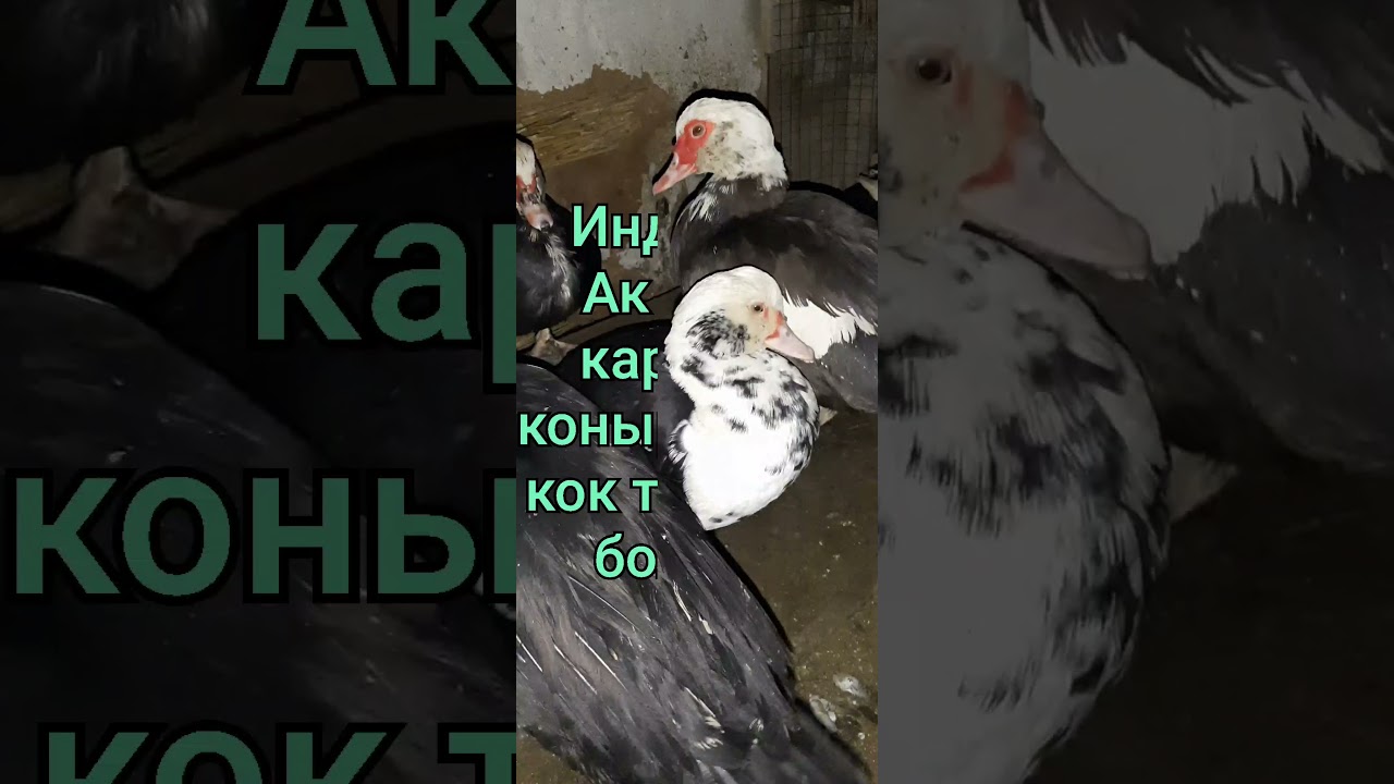 Индаутка туралы Айтамын #ТауыкИндауткаАсырау
