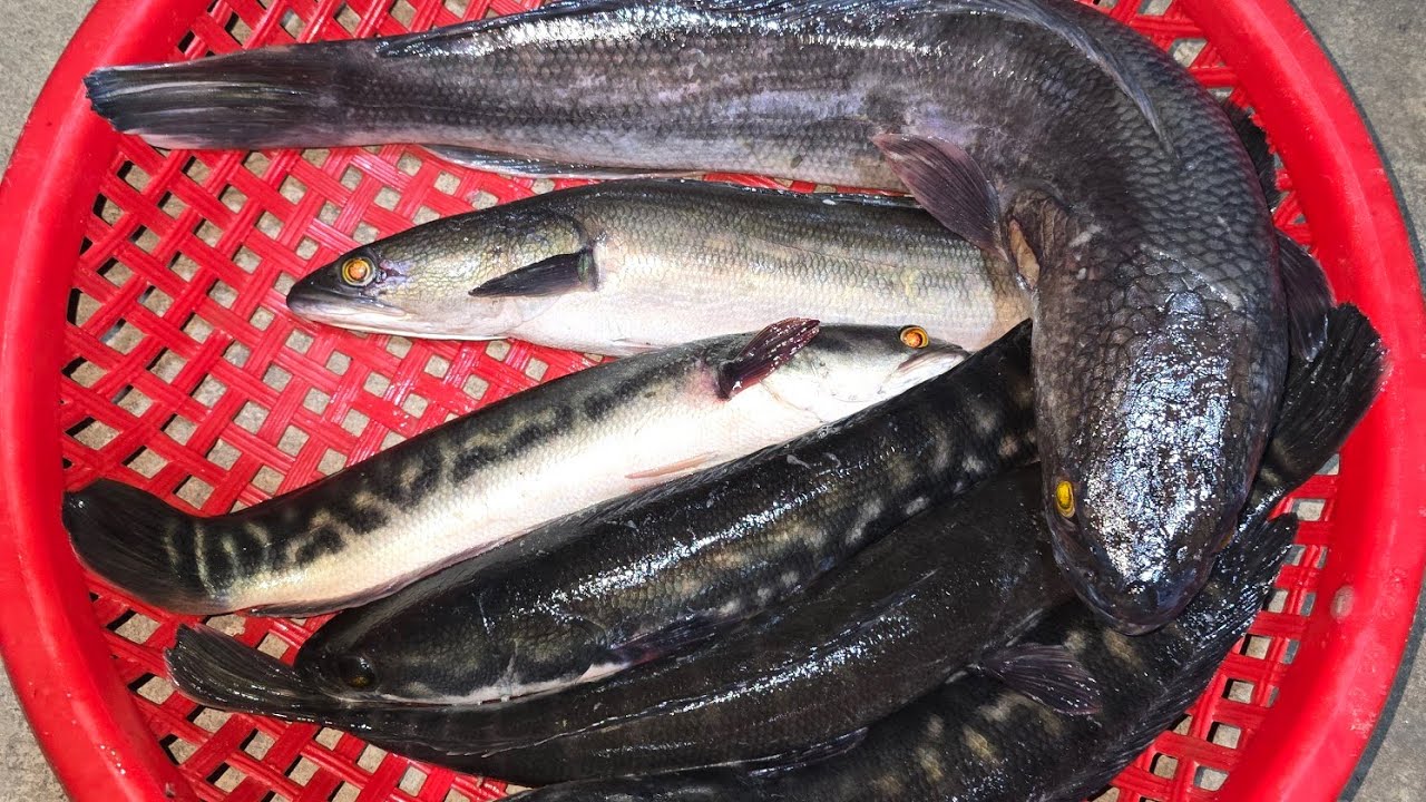 បឹងទន្លេសាបកន្លះថ្ងៃ ខាងកើតវត្តរាំងទិល #កន្លះថ្ងៃនៅតែអែម #បបក់ត្រីបឹង #បបក់ត្រីដើម្បីជីវភាព